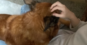 laetitia pet sitter à ROSCOFF 29680_5