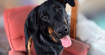 sarah pet sitter à LABARTHE SUR LEZE 31860_3