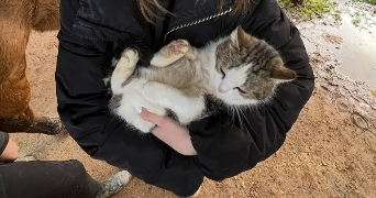 enola pet sitter à ST PRIEST 69800_3
