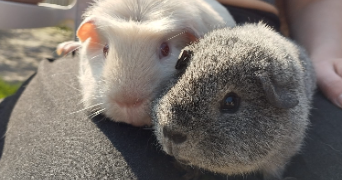 elisabeth pet sitter à TROYES 10000_2