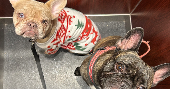 vanessa pet sitter à MARSEILLE 06 13006_3