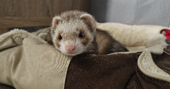 malaquin émilie  pet sitter à LABOURSE 62113_3