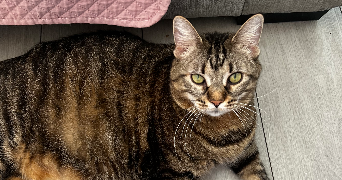 sahra pet sitter à SARTROUVILLE 78500_5