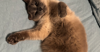 naïl pet sitter à BENNWIHR 68630_2