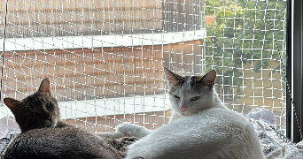 xheni pet sitter à CHAVILLE 92370_3
