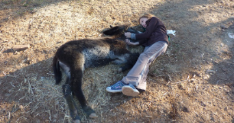 ilona pet sitter à AIX EN PROVENCE 13540_3