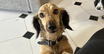 vanessa pet sitter à MARSEILLE 06 13006_6