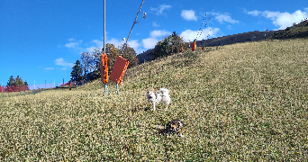 margot dog sitter à VILLARD RECULAS 38114_4