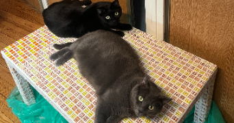 heloise pet sitter à TOULOUSE 31000_2