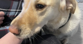 ysaure pet sitter à LYON 03 69003_1