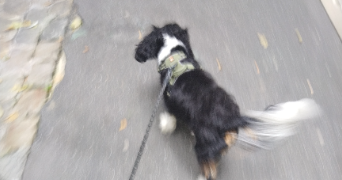 lou pet sitter à PARIS 20 75020_4