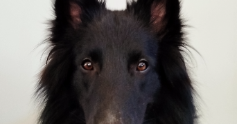 maryne pet sitter à NOTRE DAME DES LANDES 44130_1