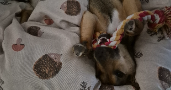 héloïse pet sitter à Pessac 33600_3