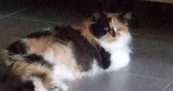 céline pet sitter à Bassens  73000_4