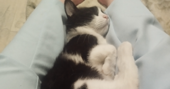 oriane pet sitter à ST MARTIN D HERES 38400_2