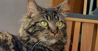 stella pet sitter à LES ULIS 91940_2