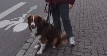 lily pet sitter à STRASBOURG 67000_0