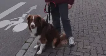 lily pet sitter à STRASBOURG 67000
