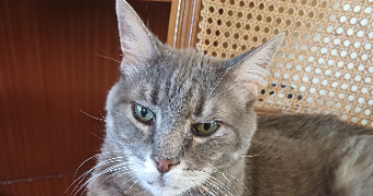 marie-france cat sitter à SANNOIS 95110_7