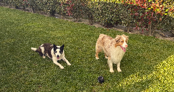 clara pet sitter à VILLIEU LOYES MOLLON 01800_2