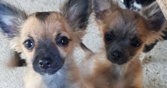 sohlene pet sitter à TRIEUX 54750_7