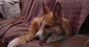 emma pet sitter à SOUSSANS 33460_1