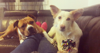 virginie pet sitter à ST PIERRE DU BOSGUERARD 27370_4