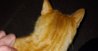 tristan pet sitter à RENNES 35000_1