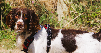 marine pet sitter à TREGUNC 29910_3