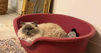 florine pet sitter à BORDEAUX 33000_3
