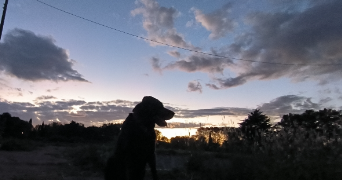 manel pet sitter à MONTPELLIER 34000_1