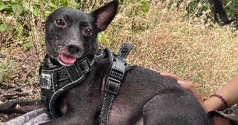 melina pet sitter à MONTPELLIER 34090_1