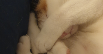 stéphanie pet sitter à GOUFFERN EN AUGE 61310_0