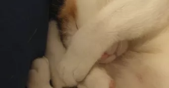 stéphanie pet sitter à GOUFFERN EN AUGE 61310