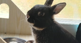 yllana pet sitter à CAUDEBEC LES ELBEUF 76320_2