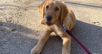 pauline pet sitter à LORQUIN 57790_7