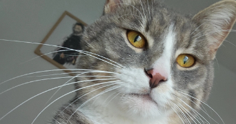 lisa pet sitter à MIRECOURT 88500_6