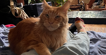 joséphine pet sitter à LYON 08 69008_2