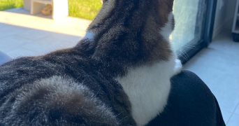 nouria pet sitter à TOULOUSE 31100_2
