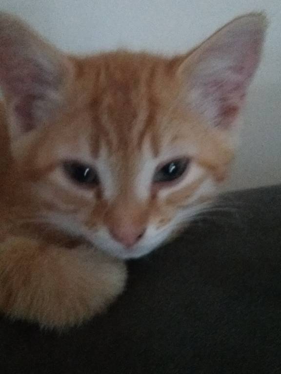 Corinne  pet sitter à Marcillé-la-Ville 53440_0