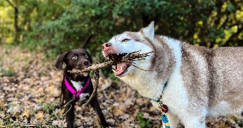 maïlyne pet sitter à VILLENEUVE TOLOSANE 31270_2