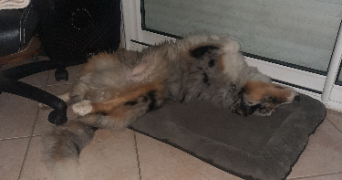 cléa pet sitter à BEAUMONT LOUESTAULT 37360_6