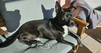 marine pet sitter à BERRE L ETANG 13130_3