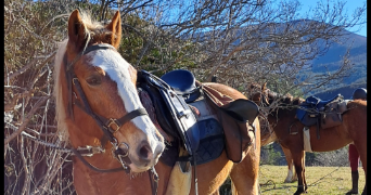 florence pet sitter à L ESCALE 04160_4