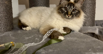 ilona pet sitter à GAUCIEL 27930_8