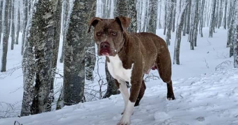 nisrine pet sitter à BROU SUR CHANTEREINE 77177_8