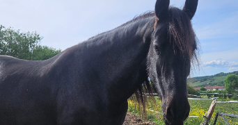 inès pet sitter à LYON 05 69005_9