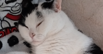 marina pet sitter à MONS EN BAROEUL 59370_5