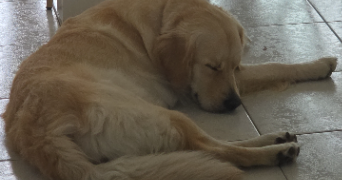 louna dog sitter à COEX 85220_1