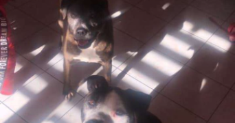 emilie pet sitter à JARNY 54800_4